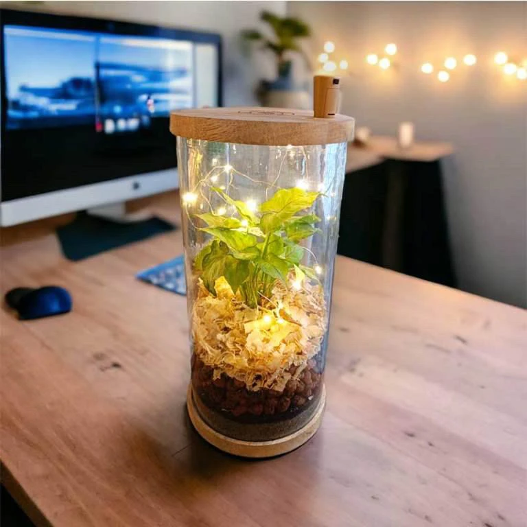 Glass Jar Terrarium