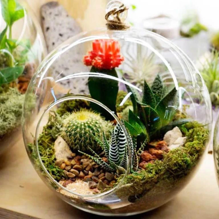 Round Hanging Terrarium 6″