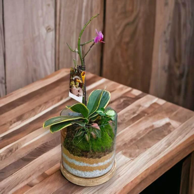 Cylinder Orchid Terrariums (6″x8″)